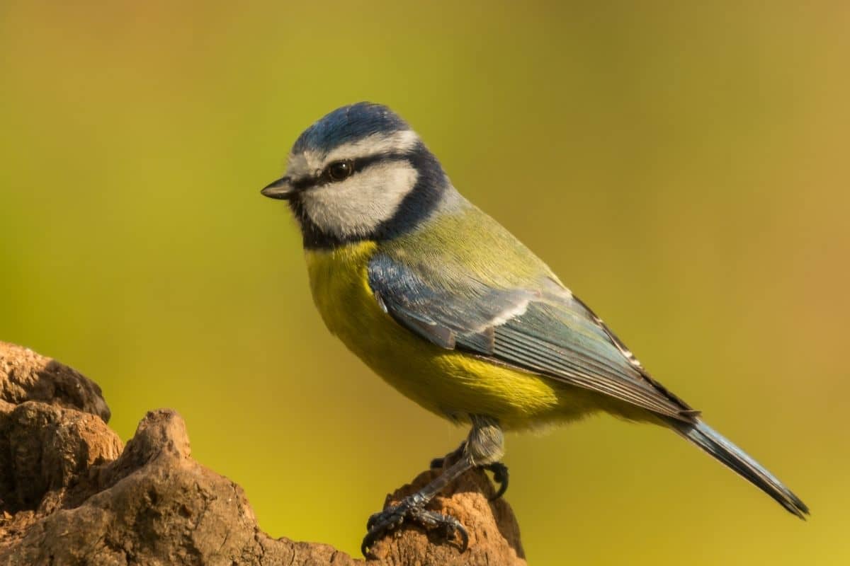 Blaumeise (Cyanistes caeruleus)