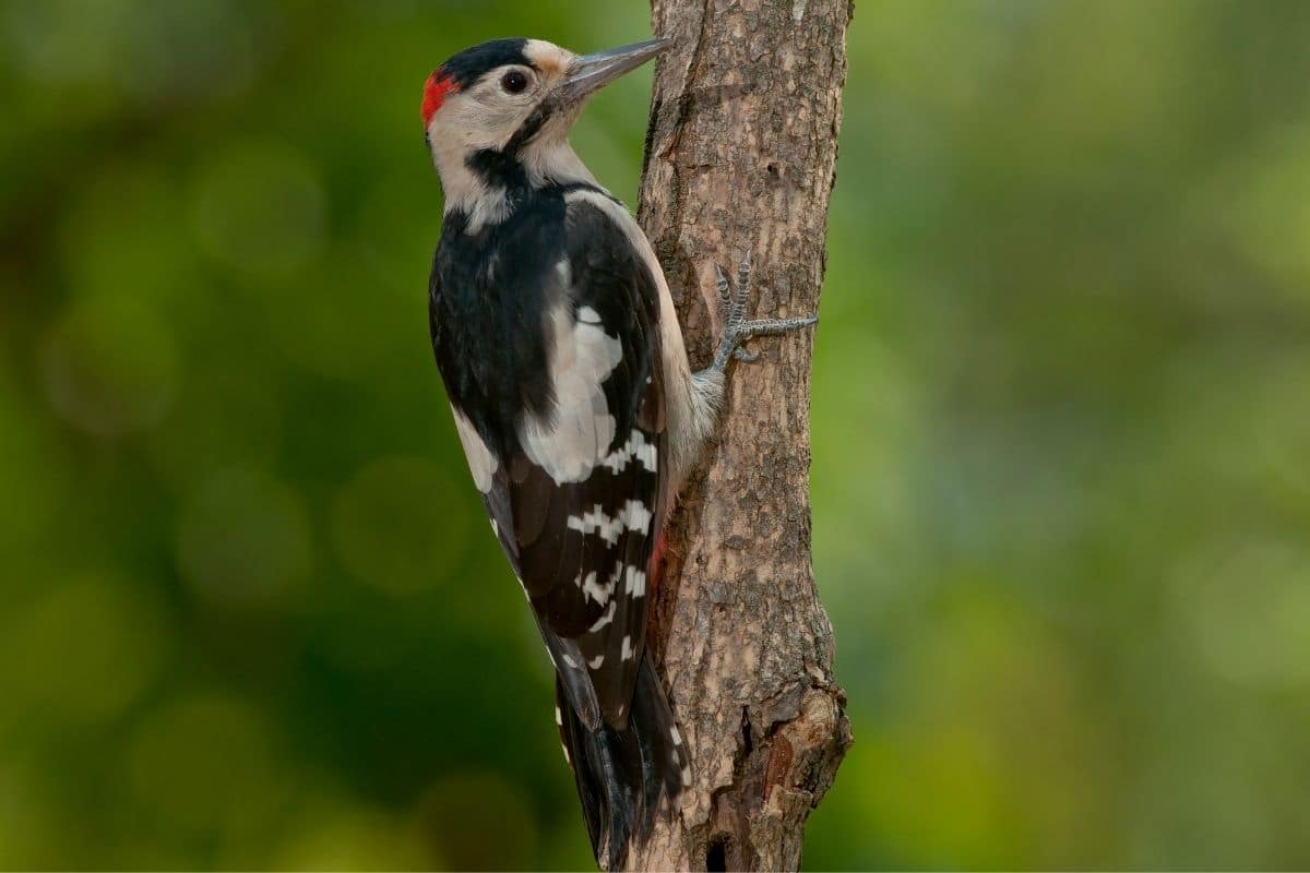 Blutspecht (Dendrocopos syriacus)