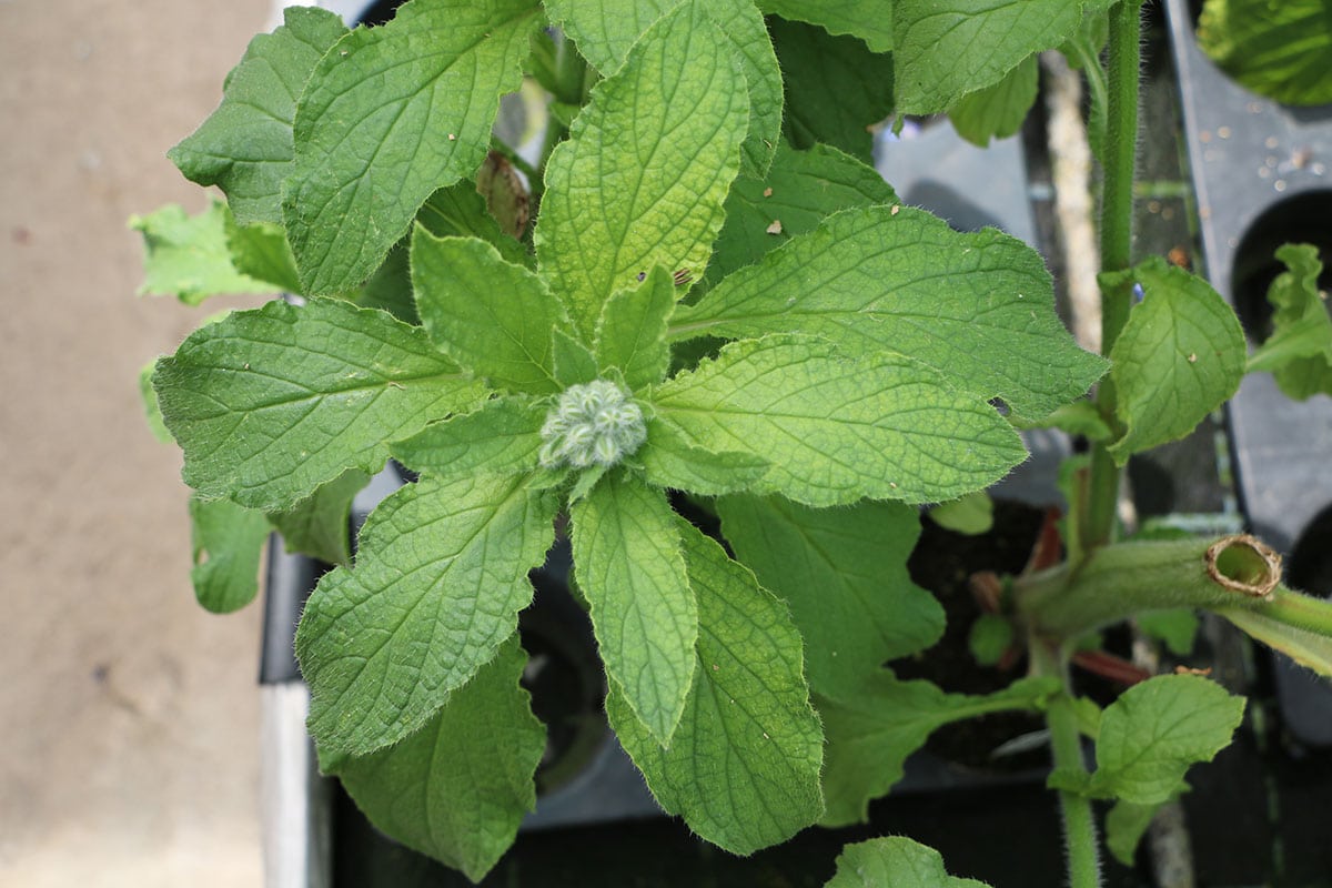 Borretsch (Borago officinalis)