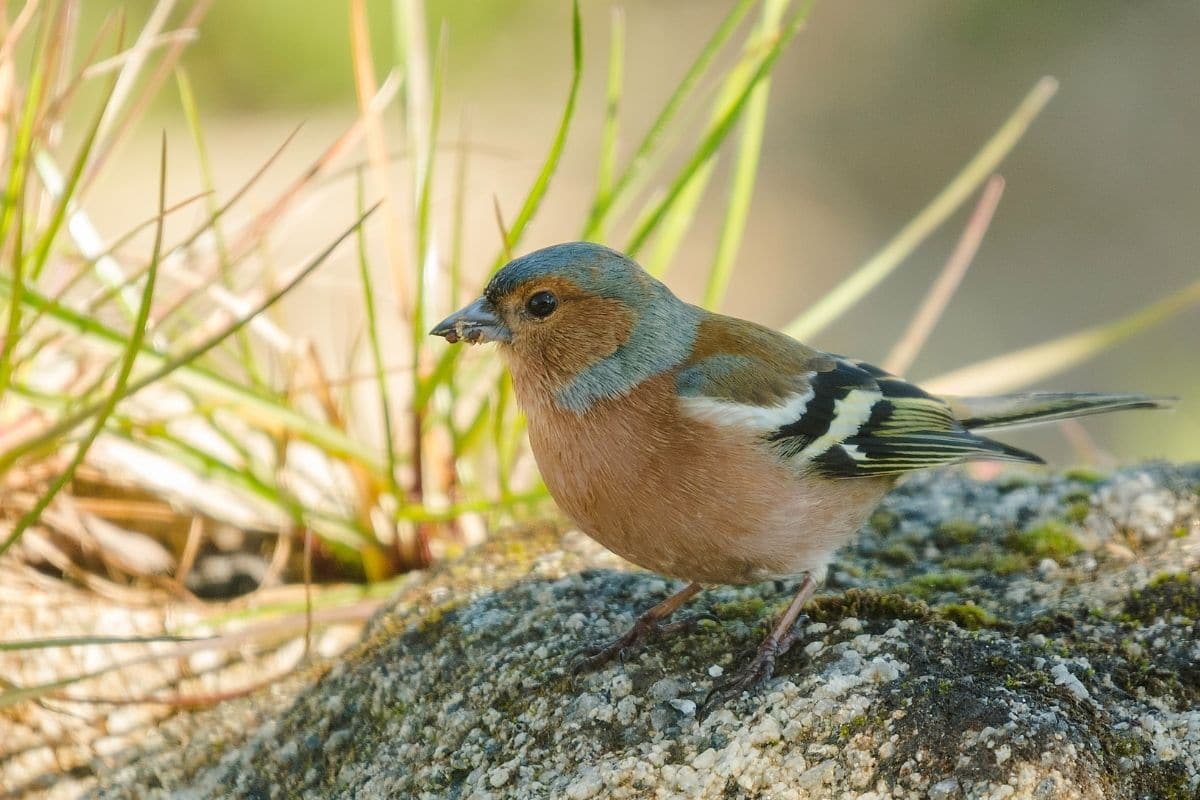 Vogelgesang: Buchfink (Fringilla coelebs)