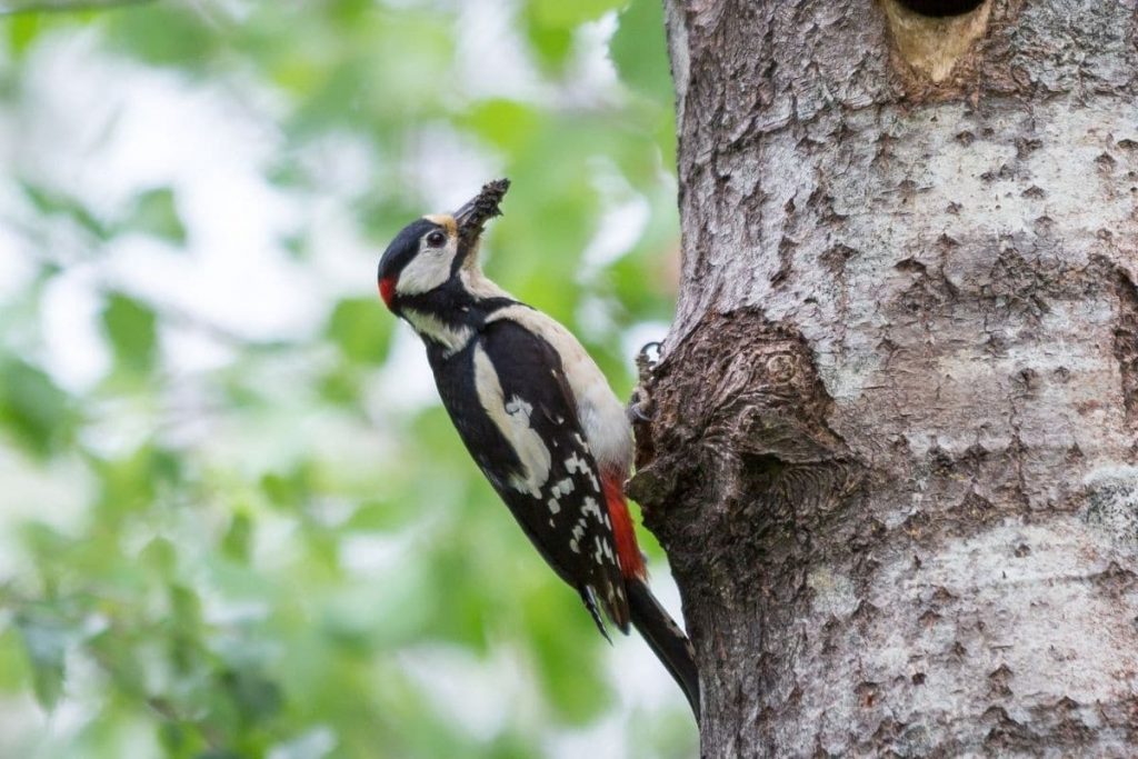 Buntspecht (Dendrocopos major)