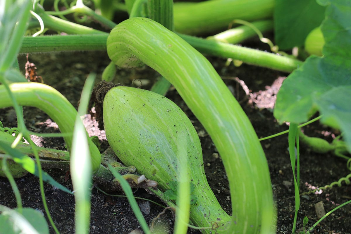 Butternut-Kürbis (Cucurbita moschata)