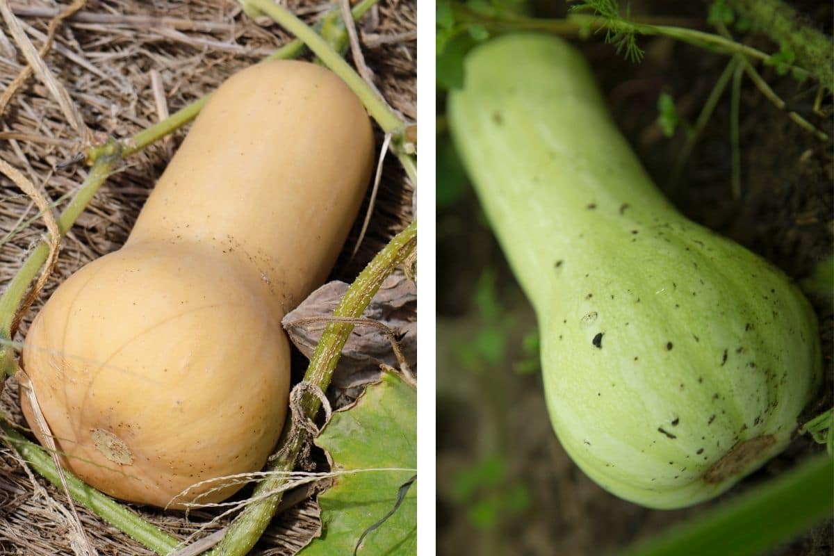 Butternut-Kürbis (Cucurbita moschata)