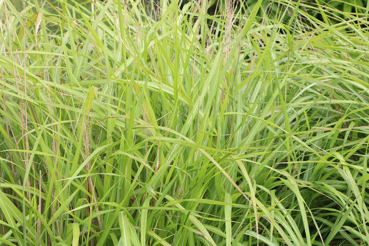 Chinaschilf (Miscanthus sinensis)