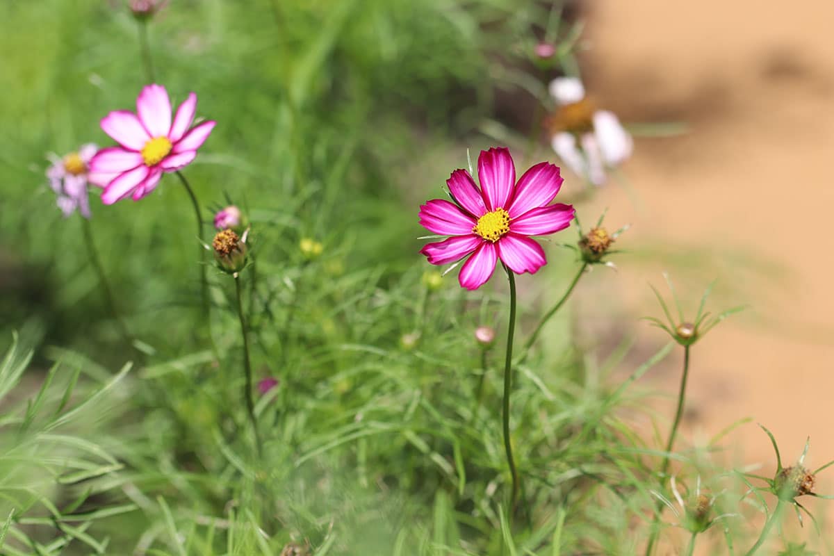 Cosmea