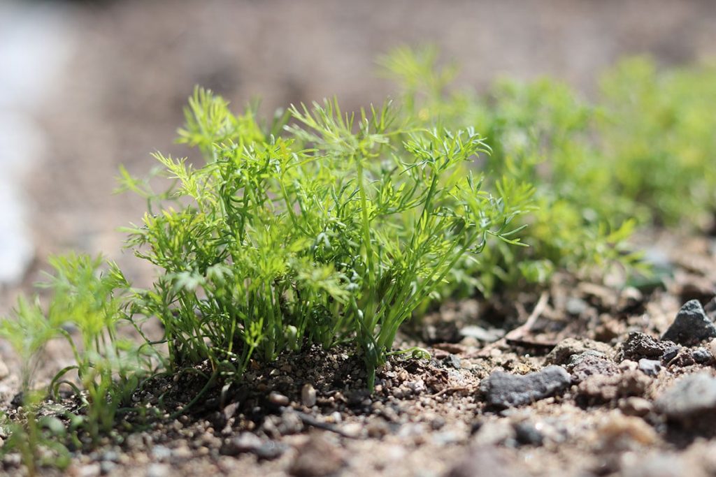 Dill (Anethum graveolens)