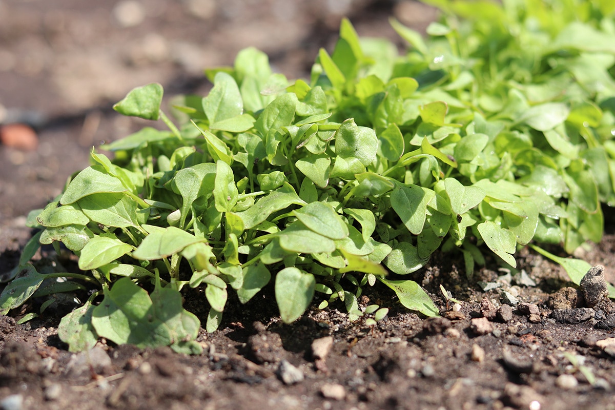 Nachbarn für Zucchini: Echter Erdbeerspinat (Blitum virgatum)