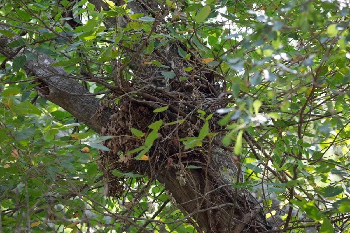 Eichhörnchen-Nest im Wald