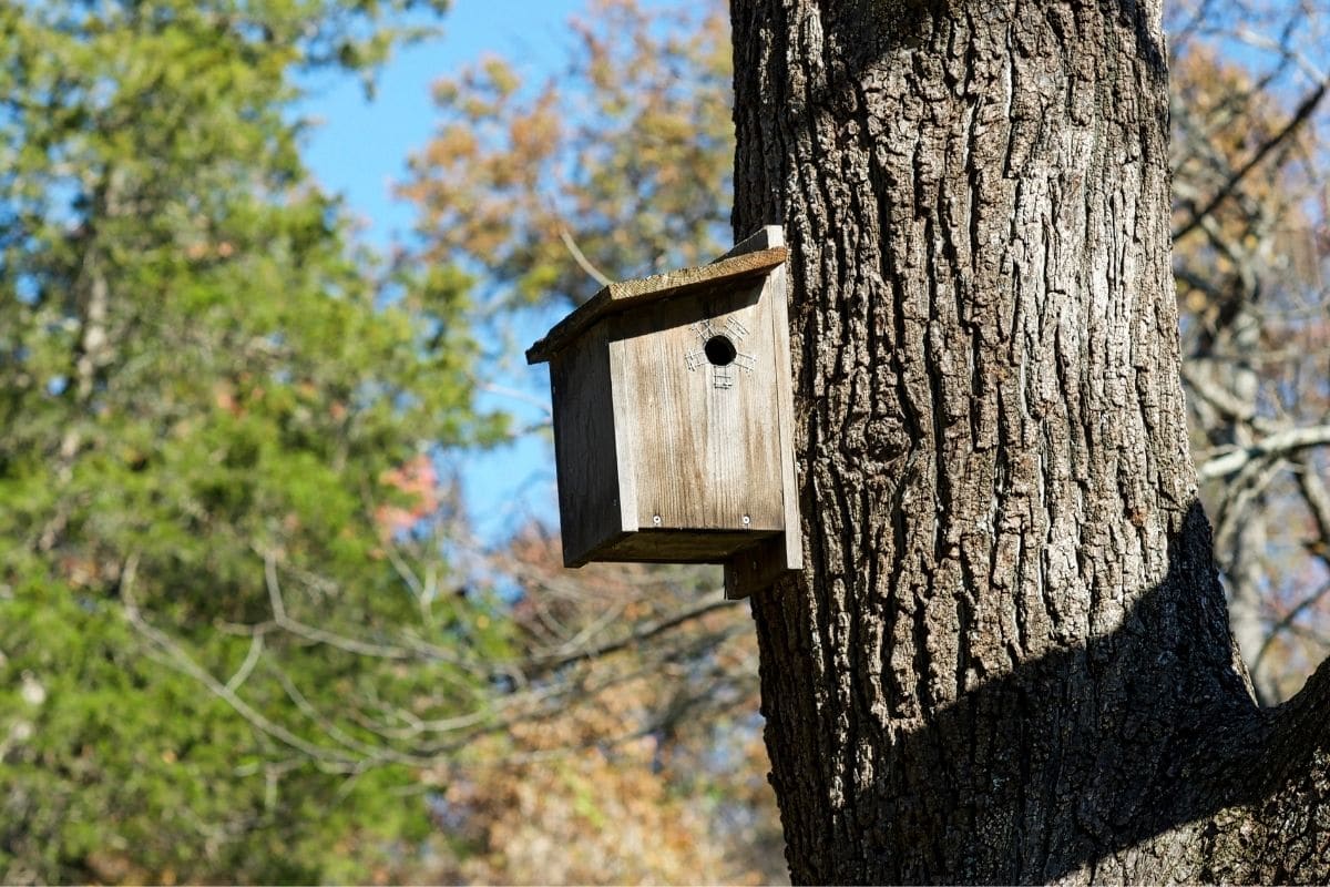 Eichhörnchen-Nest im Garten