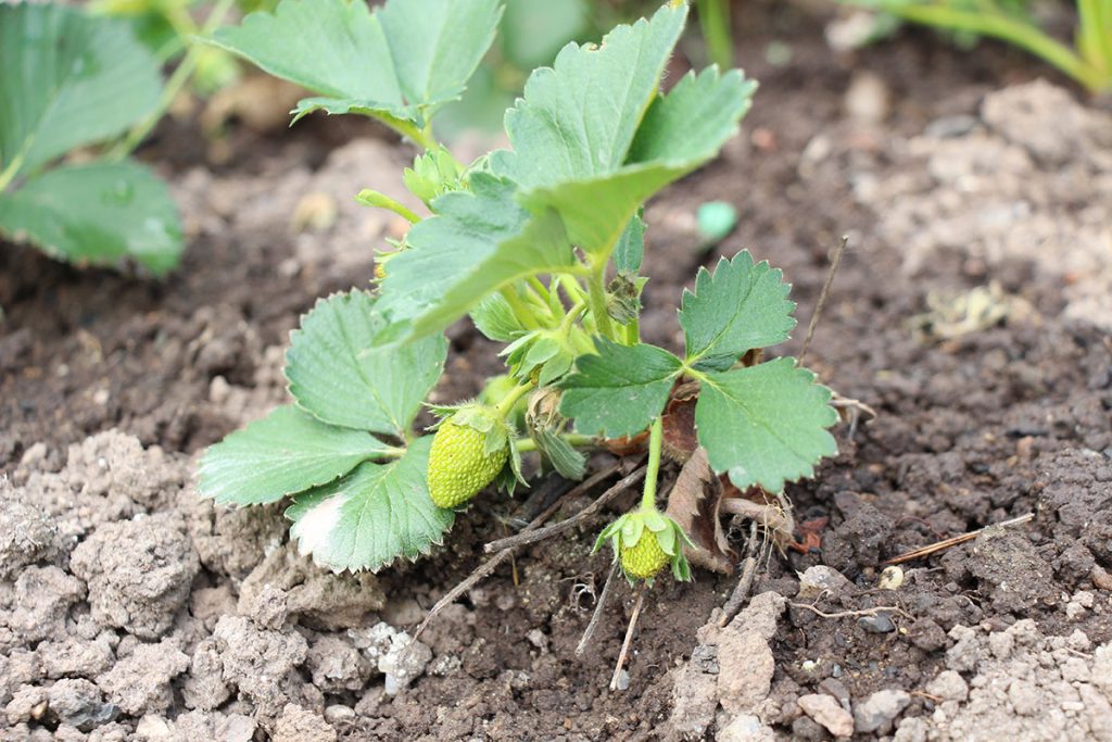 Gute Nachbarn für Schnittlauch - Erdbeeren (Fragaria)