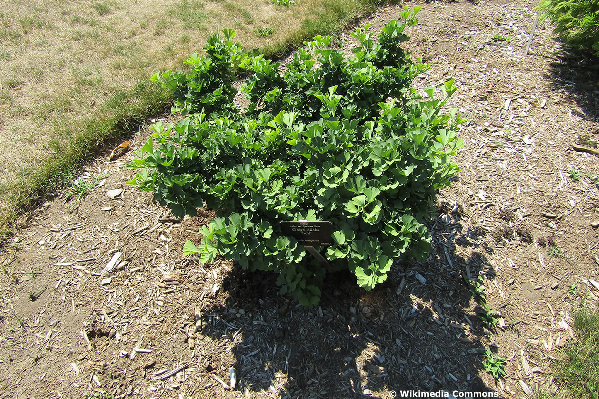 Fächerblattbaum 'Troll' (Ginkgo biloba)