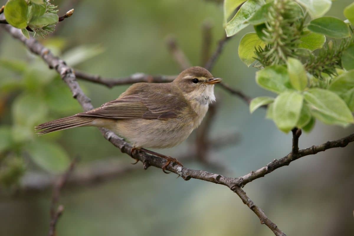 Fitis (Phylloscopus trochilus)