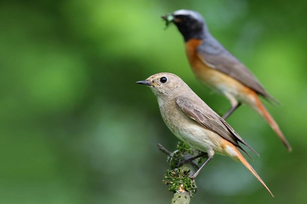 Gartenrotschwanz (Phoenicurus phoenicurus)