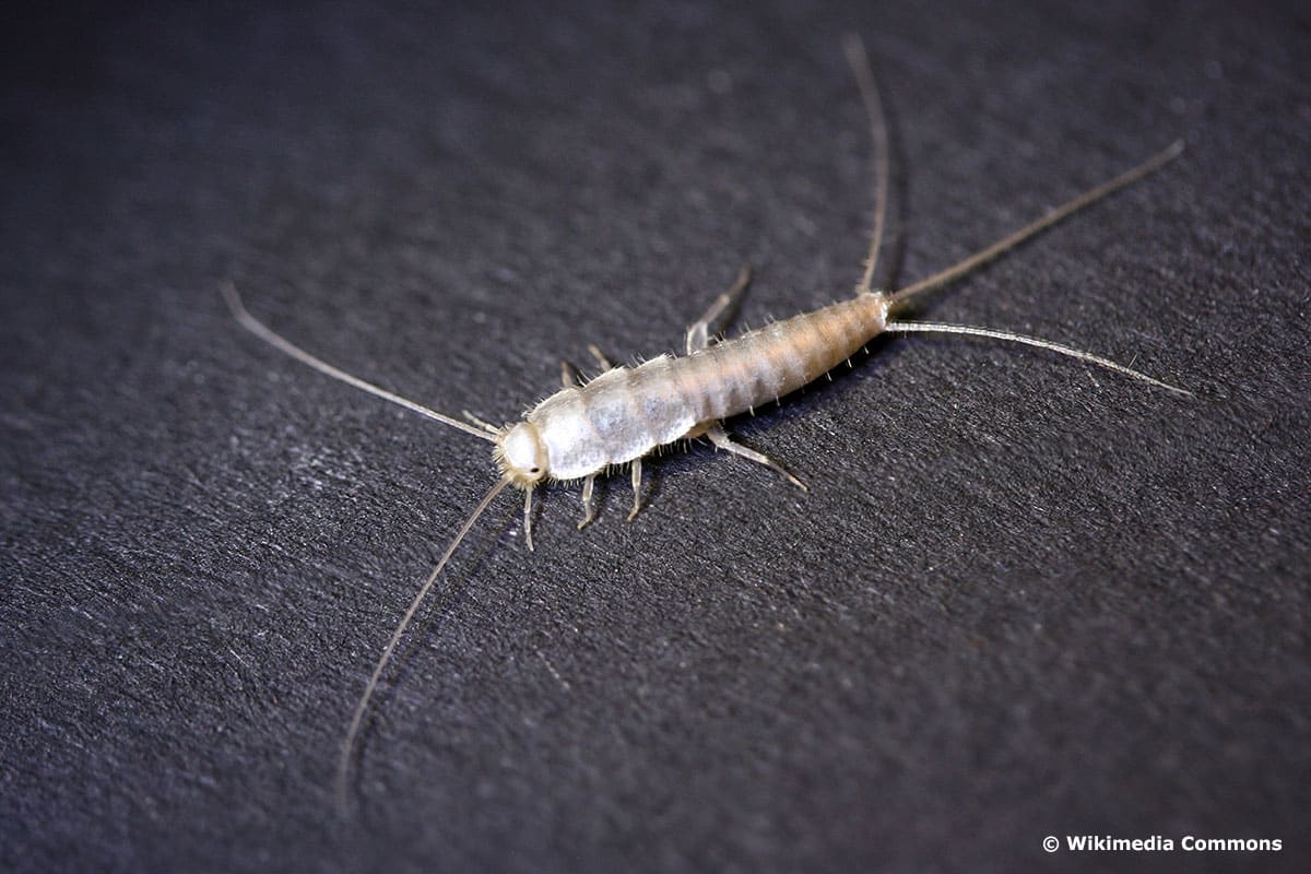 neue Insekten: Geisterfischchen (Ctenolepisma calva)