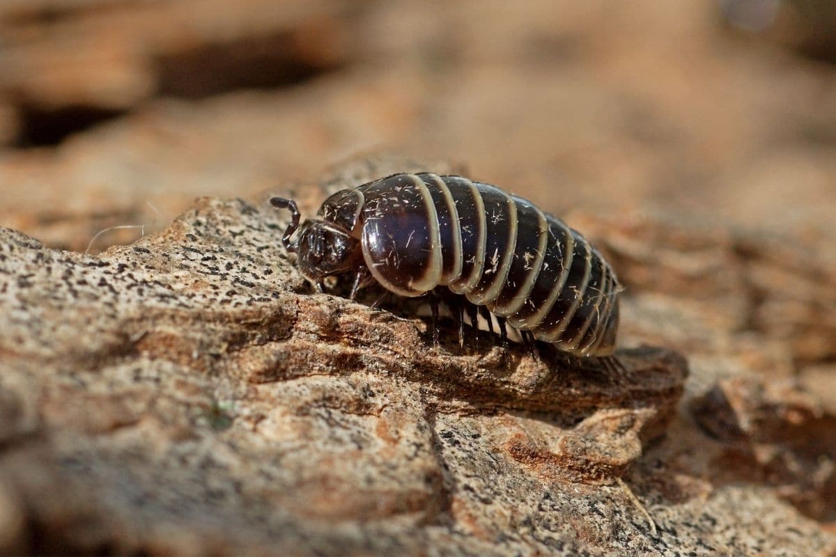 Tausendfüßer: Gerandeter Saftkugler (Glomeris marginata)