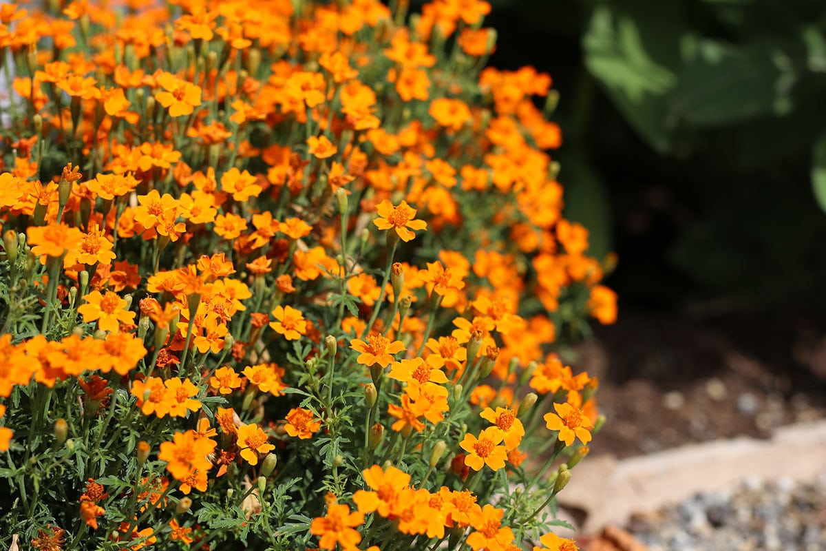 Gewürztagetes (Tagetes tenuifolia)