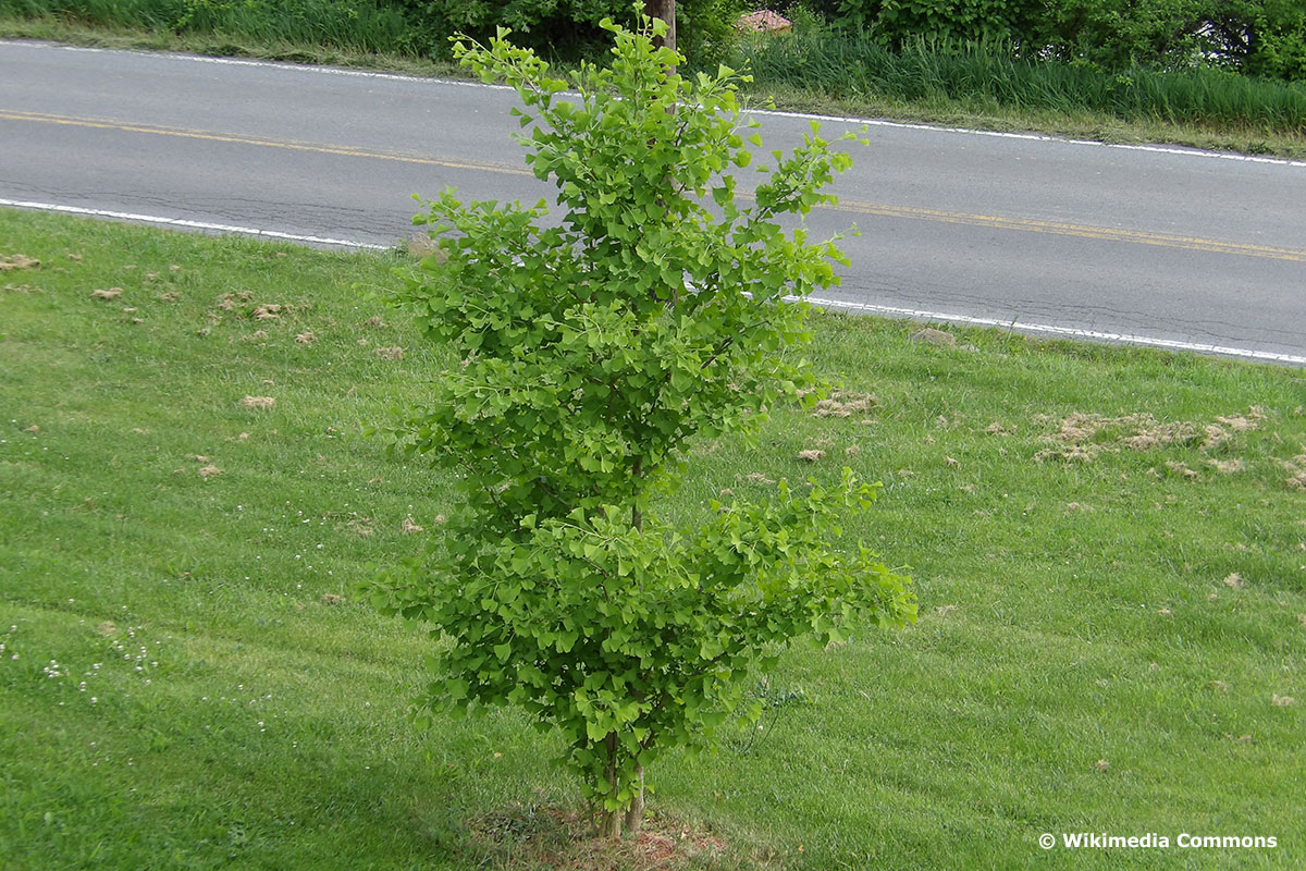 Ginkgo-Baum