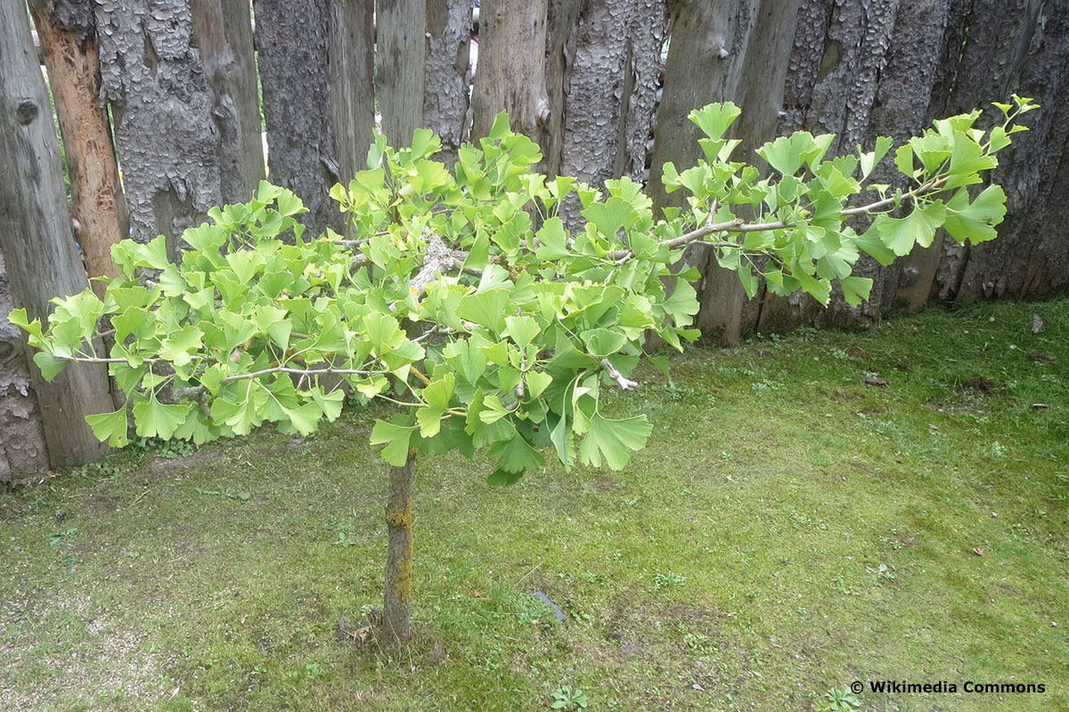 kleiner Ginkgo