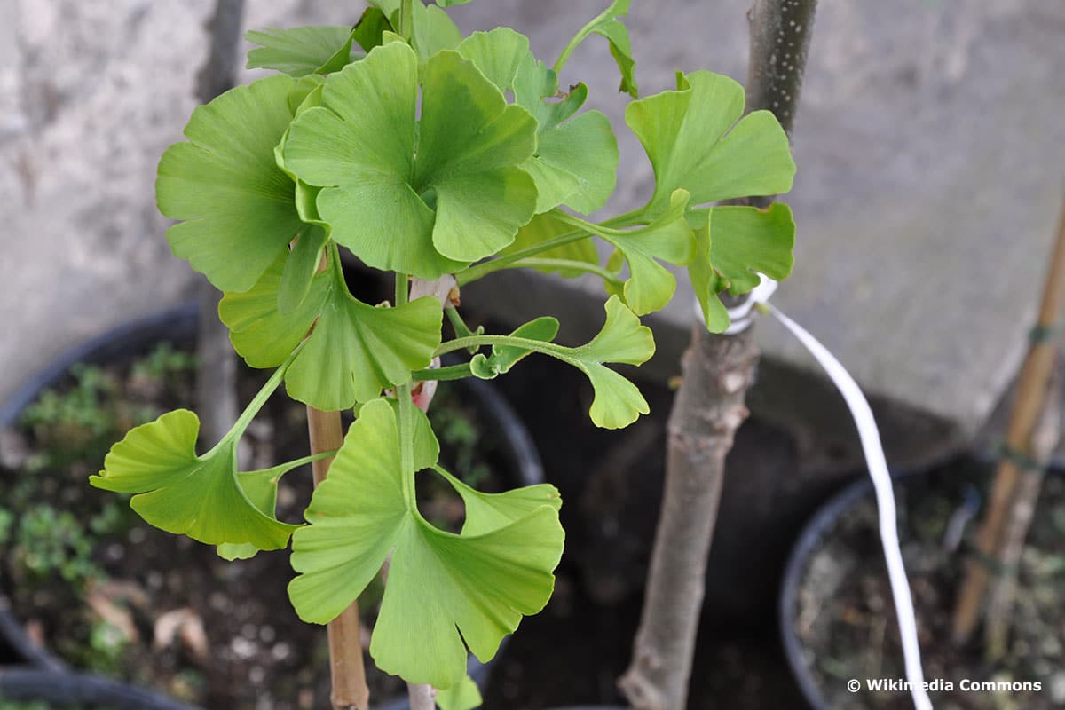 Ginkgo-Baum (Ginkgo biloba)