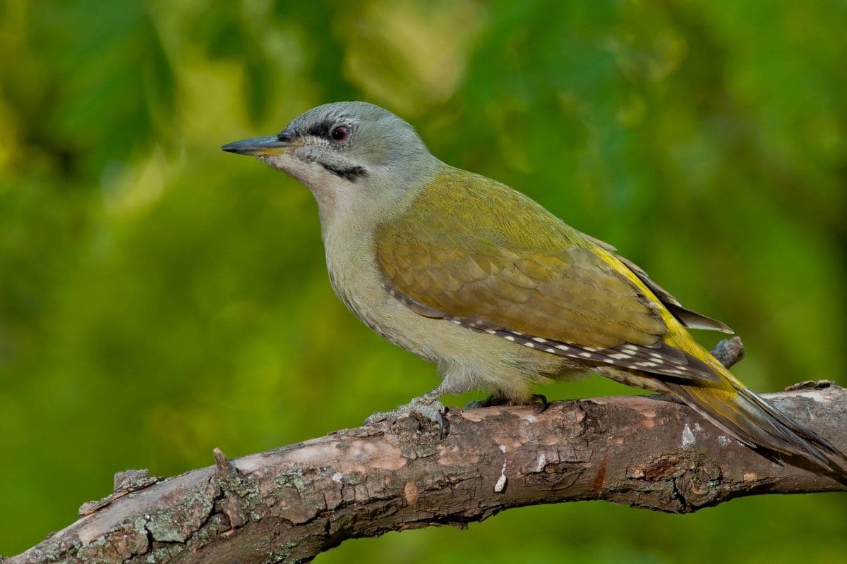 Grauspecht (Picus canus)