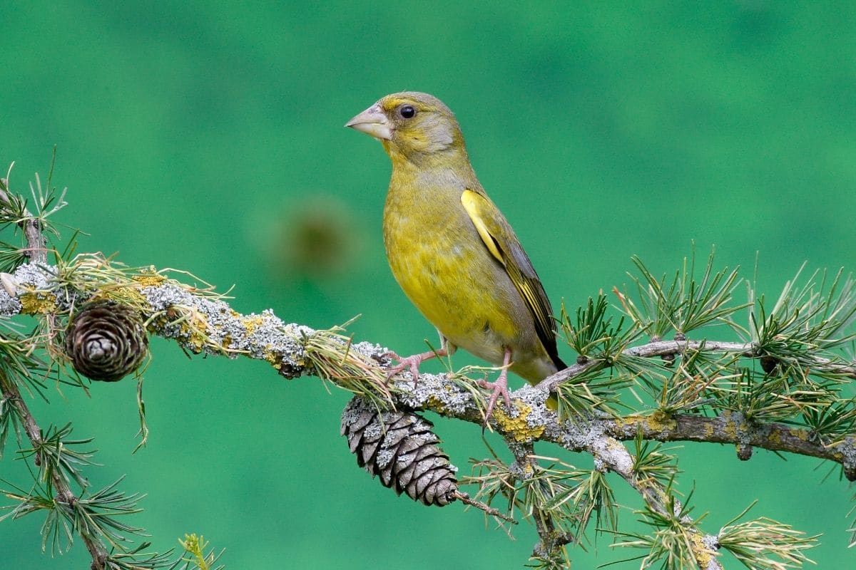 Vogelgesang: Grünfink (Carduelis chloris)