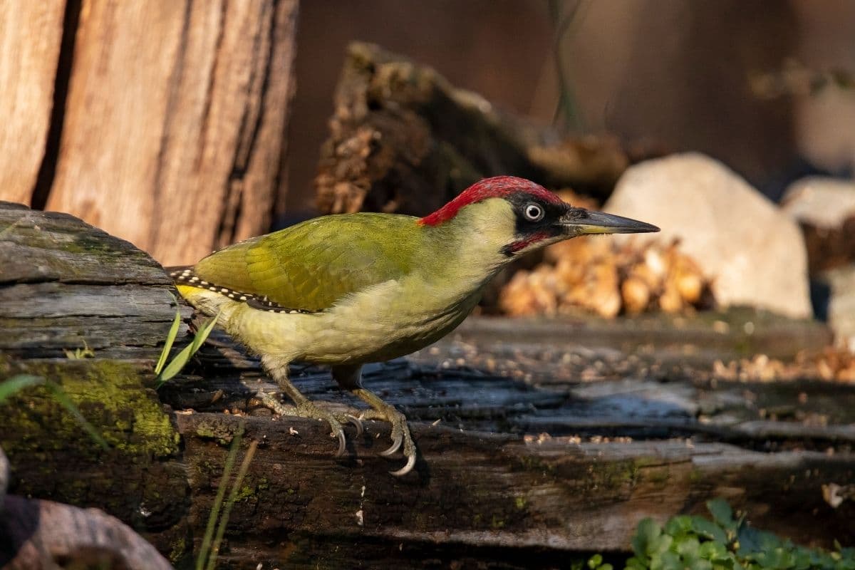 Grünspecht (Picus viridis)