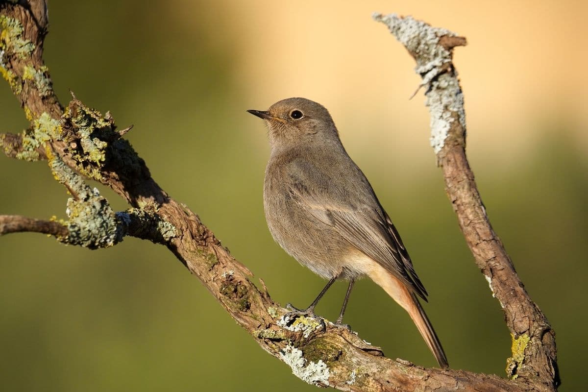 Hausrotschwanz (Phoenicurus ochruros)