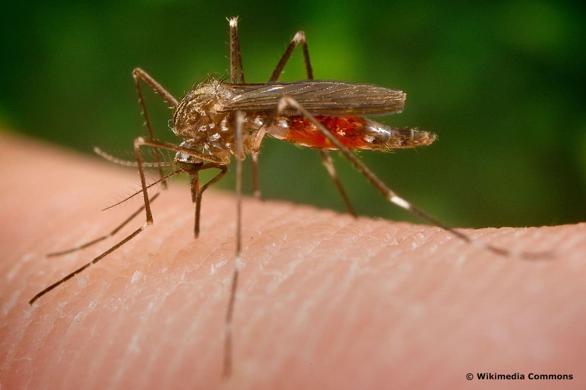 Japanischer Buschmoskito (Aedes japonicus)