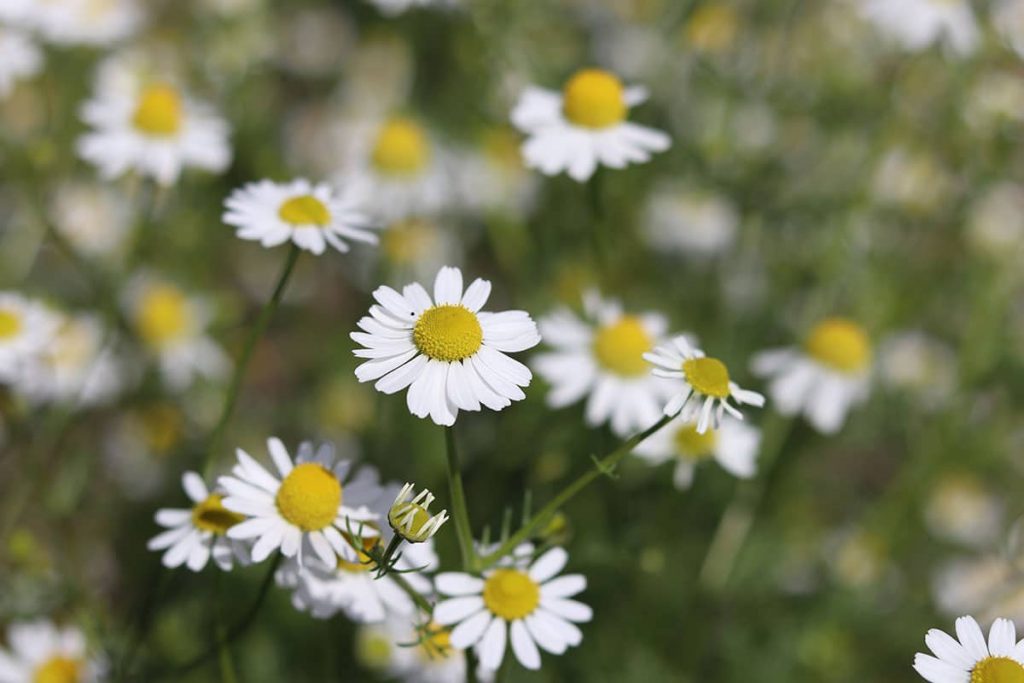 Gute Nachbarn für Schnittlauch - Kamille (Matricaria chamomilla)