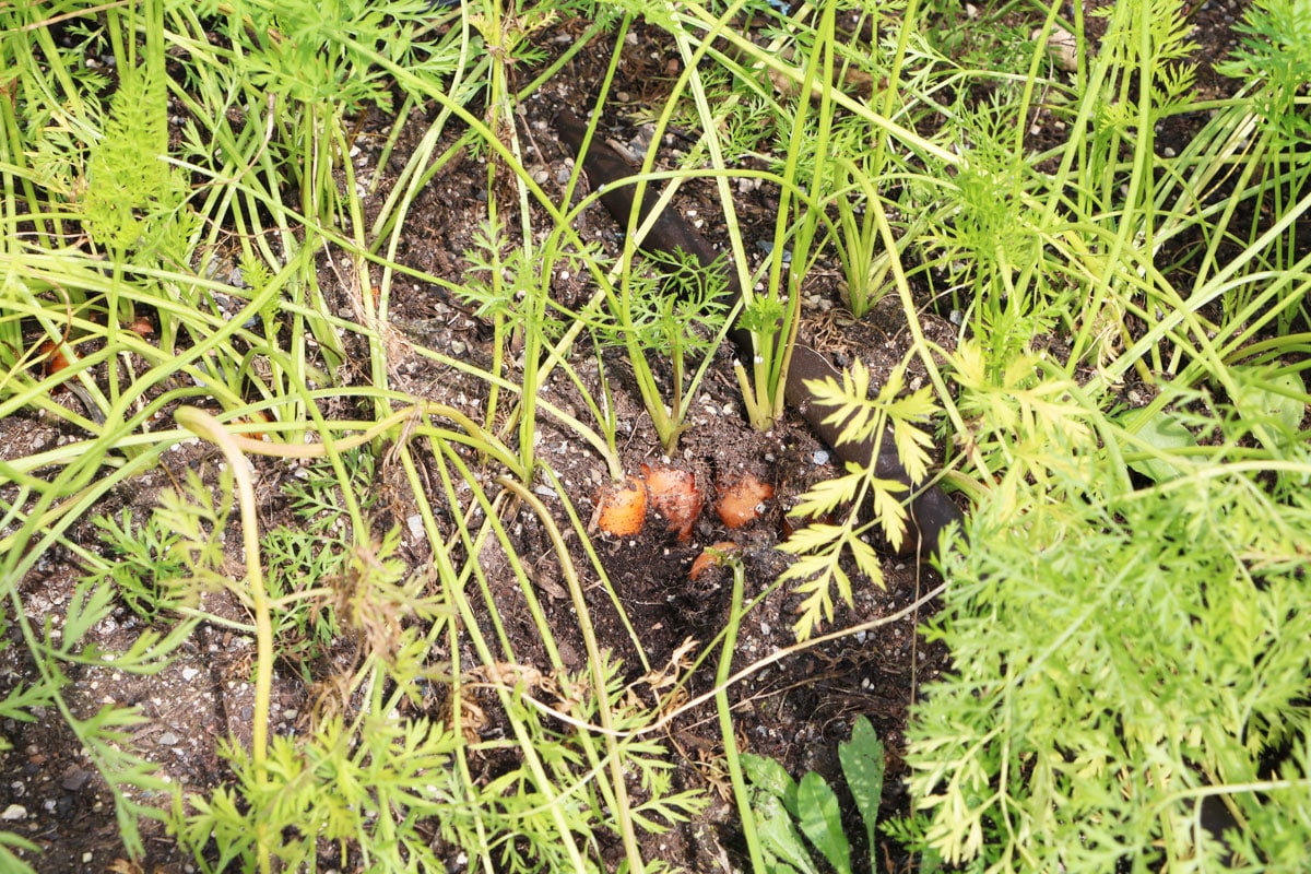 Karotten im Garten