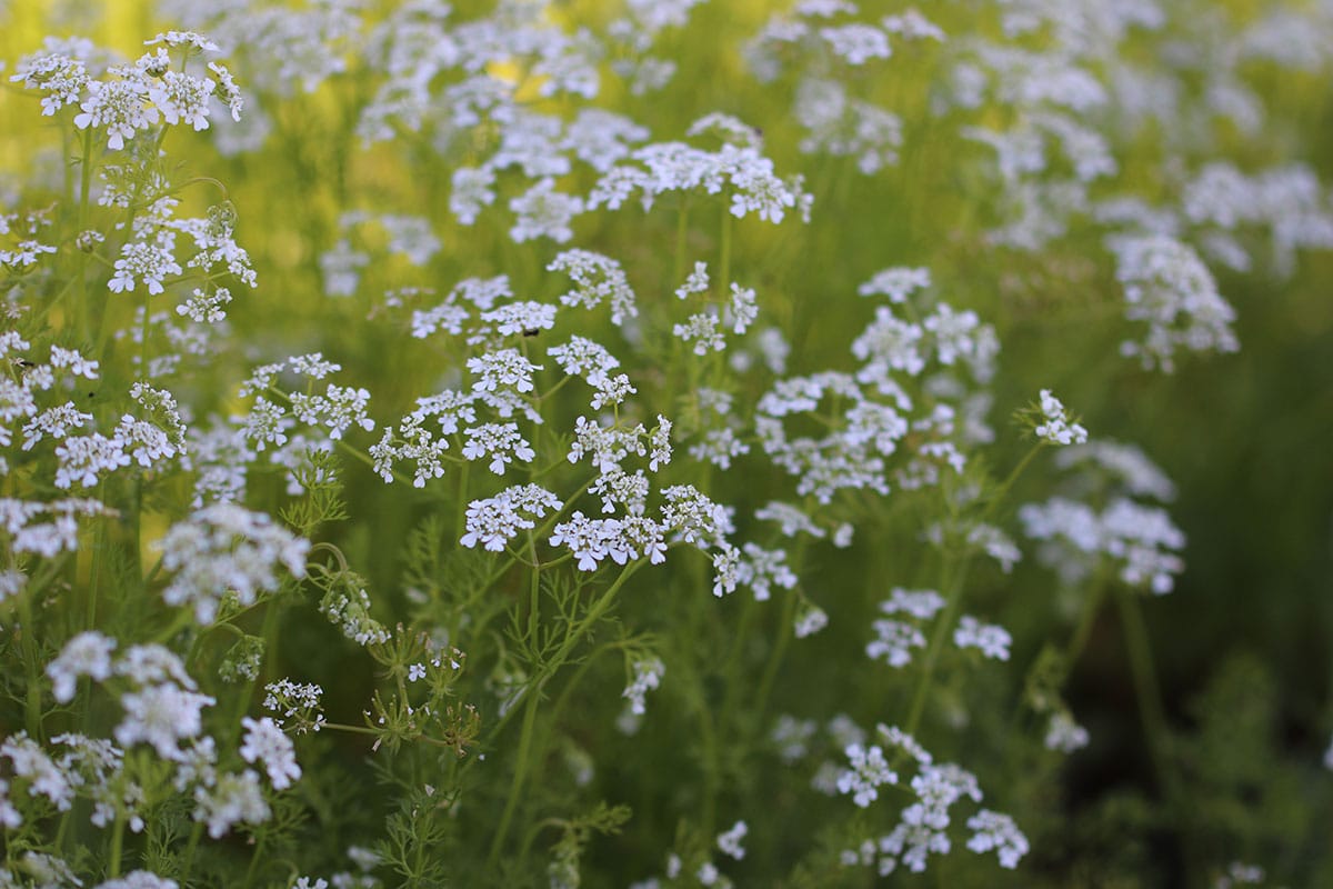 Kerbel (Anthriscus cerefolium)