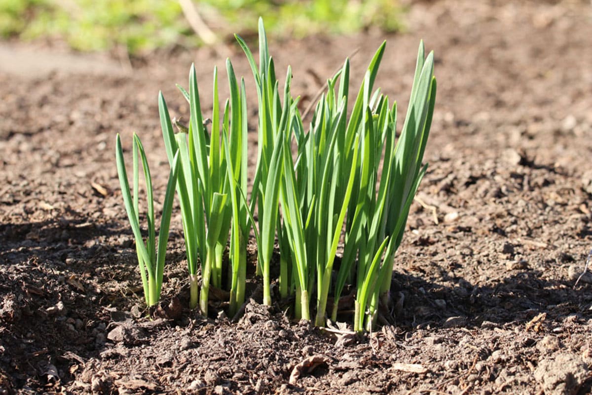 Knoblauch (Allium sativum)