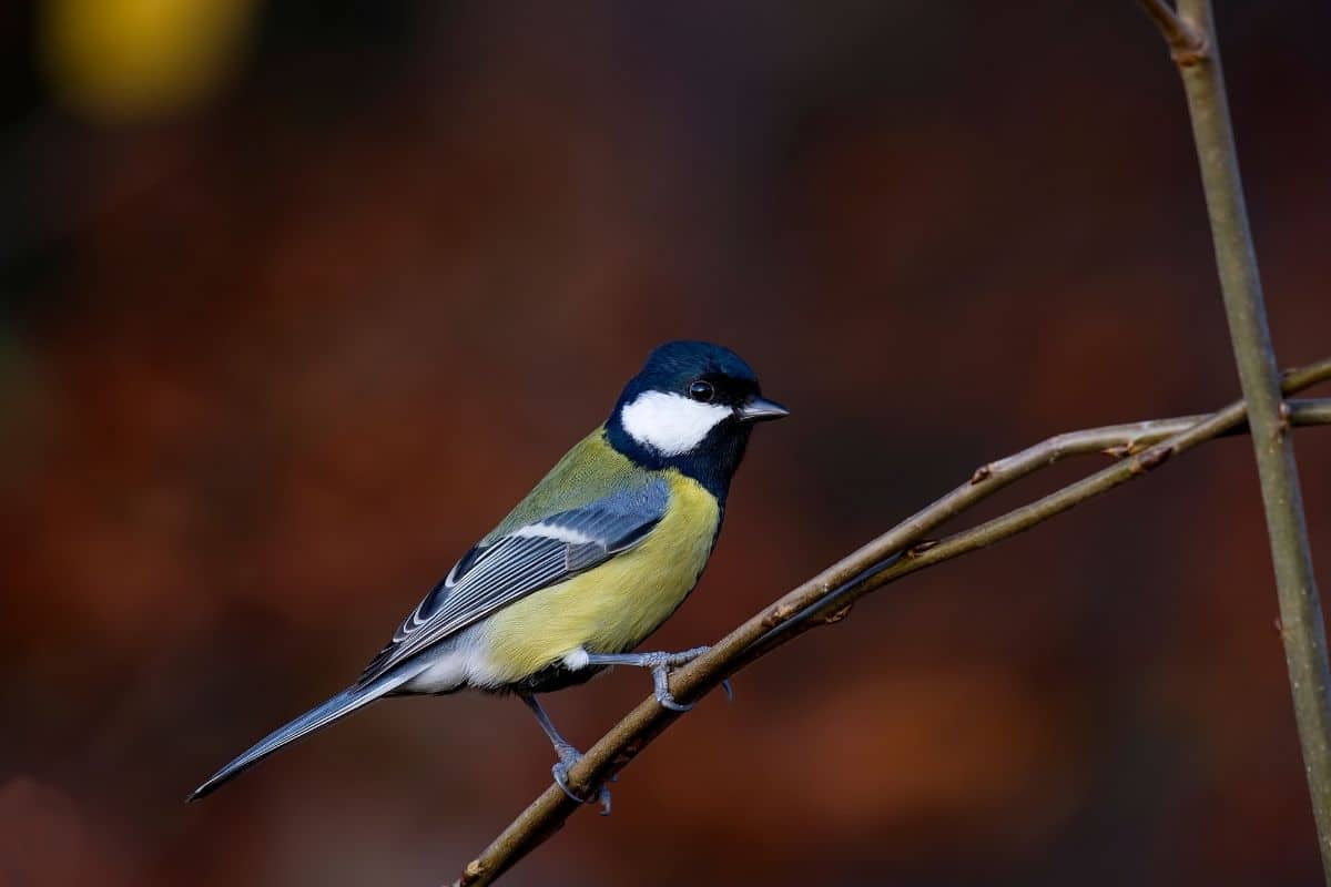 Vogelgesang: Kohlmeise (Parus major)