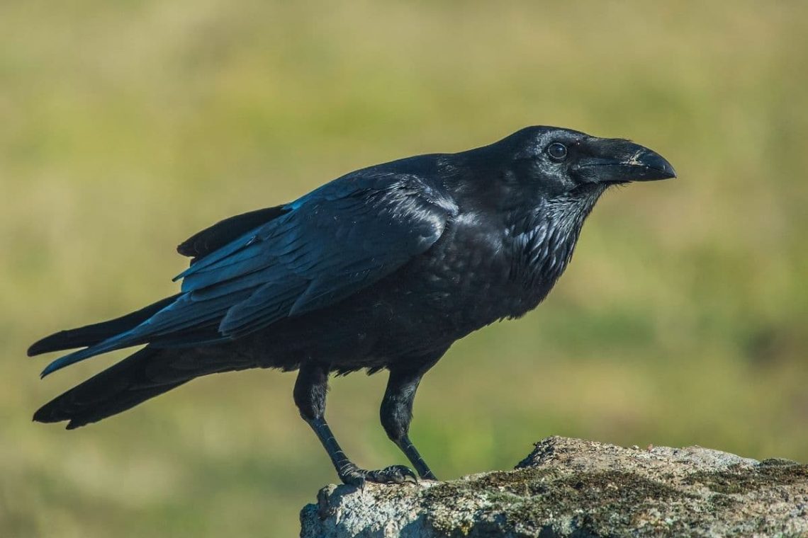 Kolkrabe (Corvus corax) 