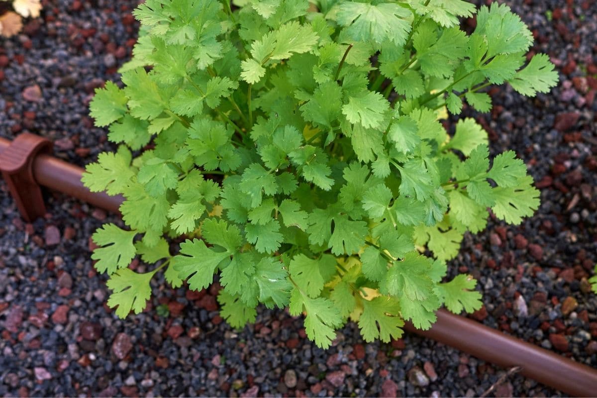 Koriander (Coriandrum sativum)