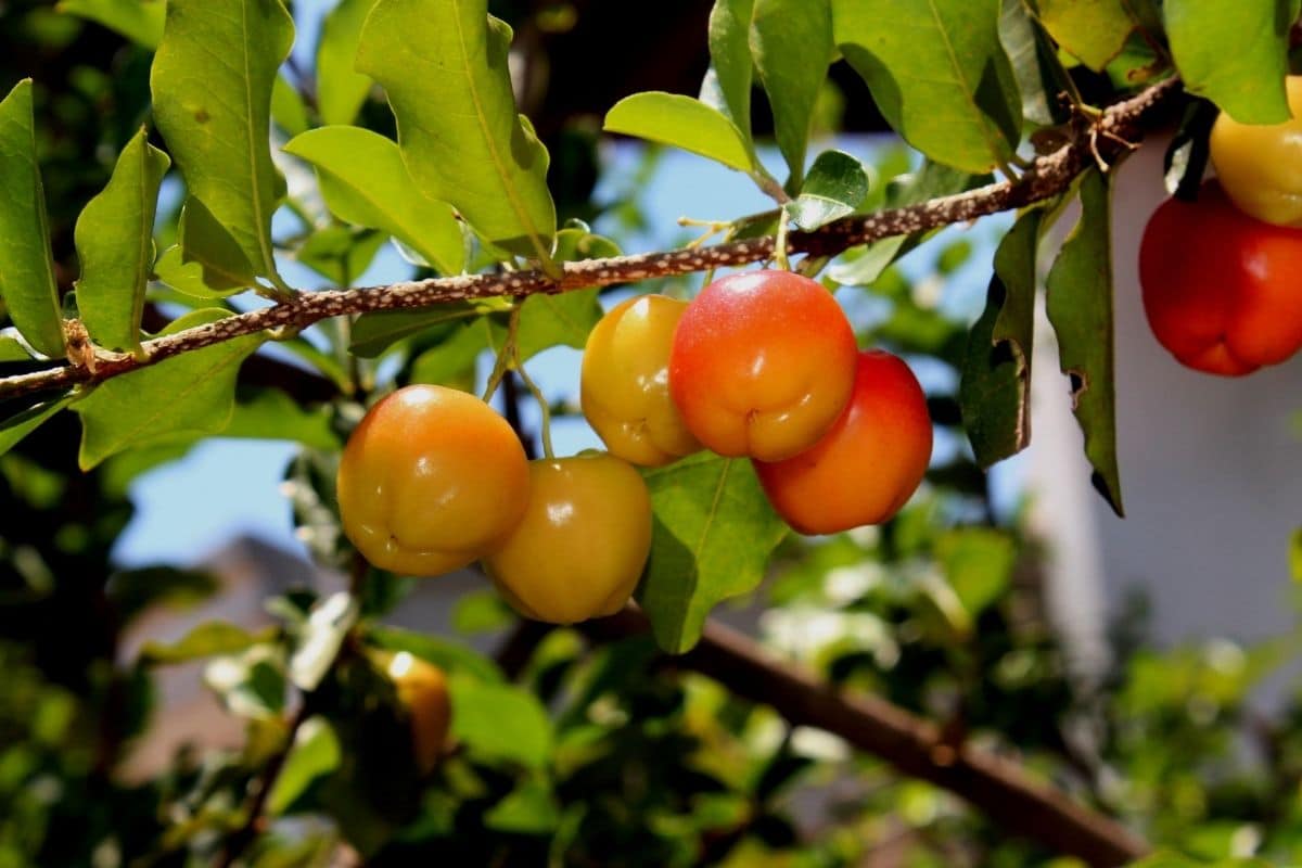 Acerola (Malpighia glabra)