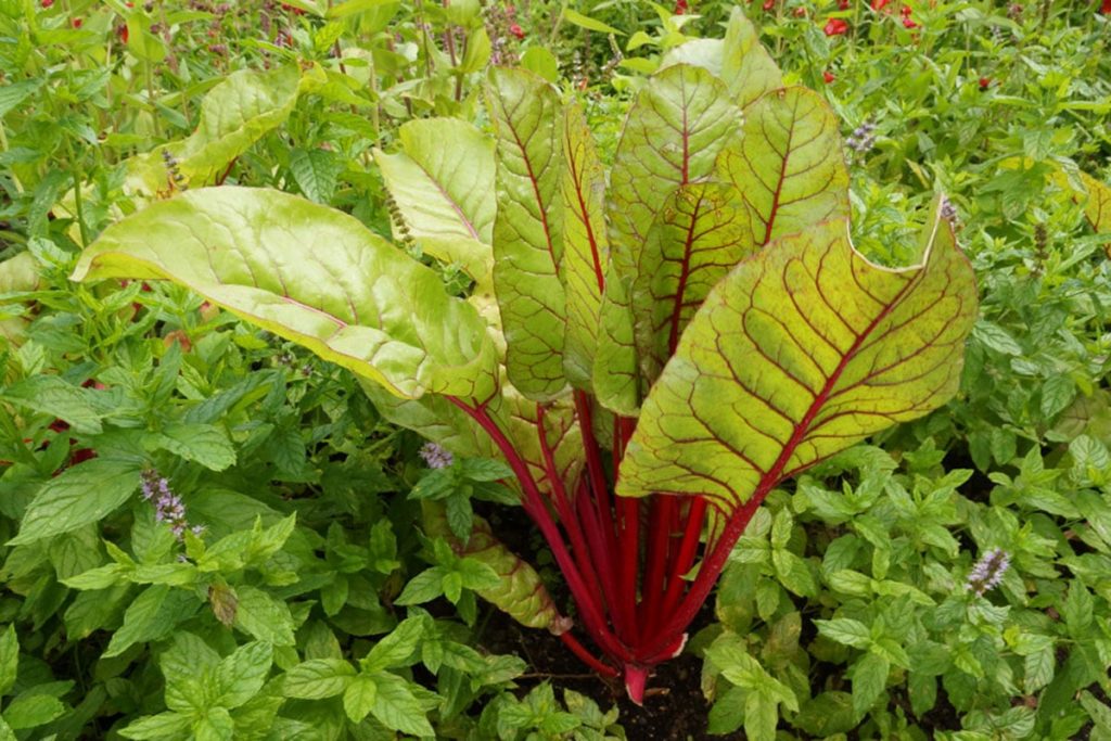 Mangold (Beta vulgaris)