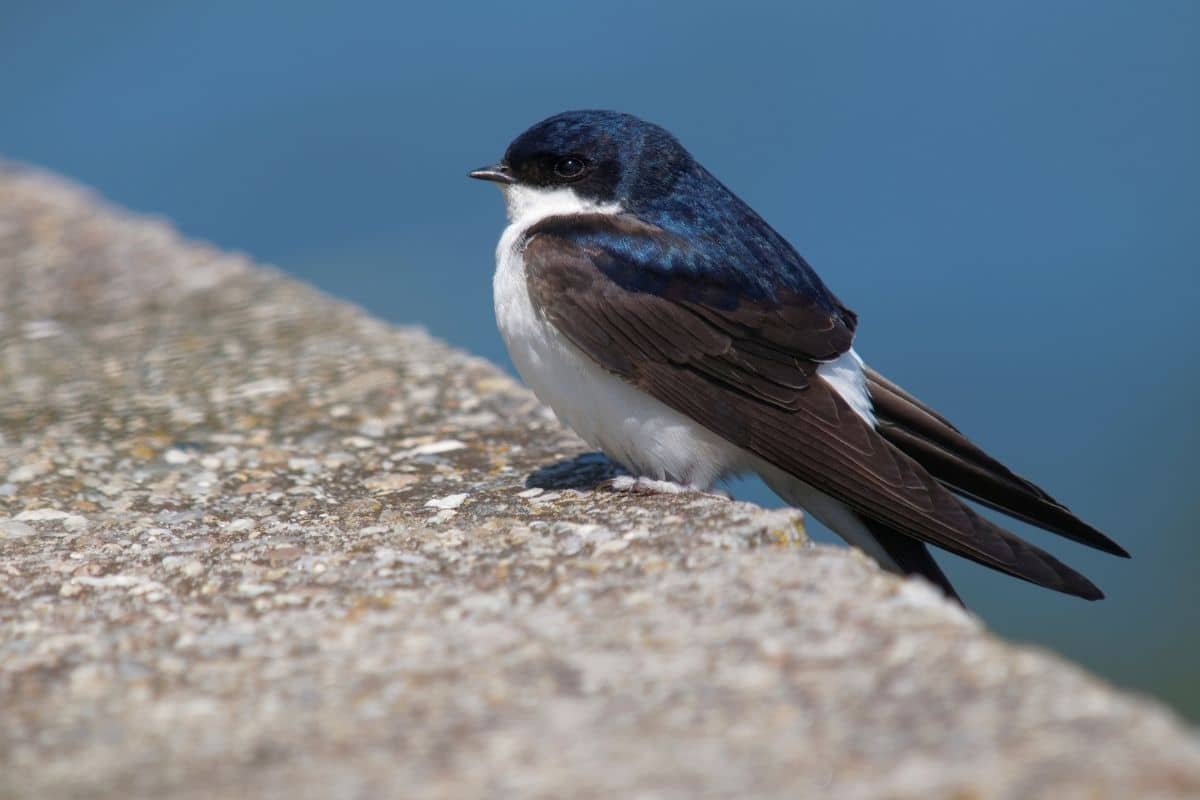 Mehlschwalbe (Delichon urbicum)