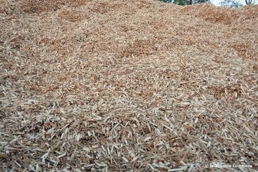 Miscanthus Mulch Nachteile