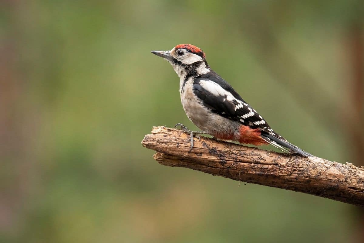 Spechtarten: Mittelspecht (Leiopicus Medius)