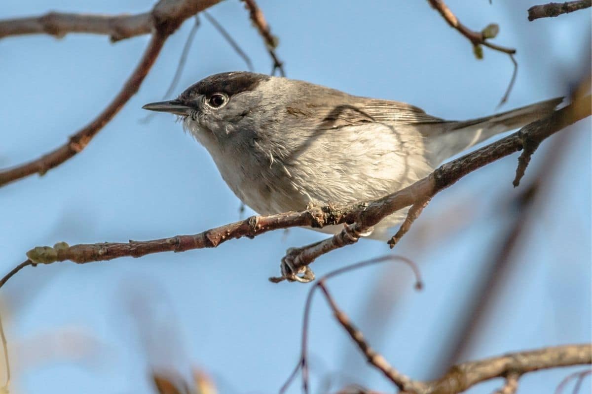 Vogelgesang: Mönchsgrasmücke (Sylvia atricapilla)