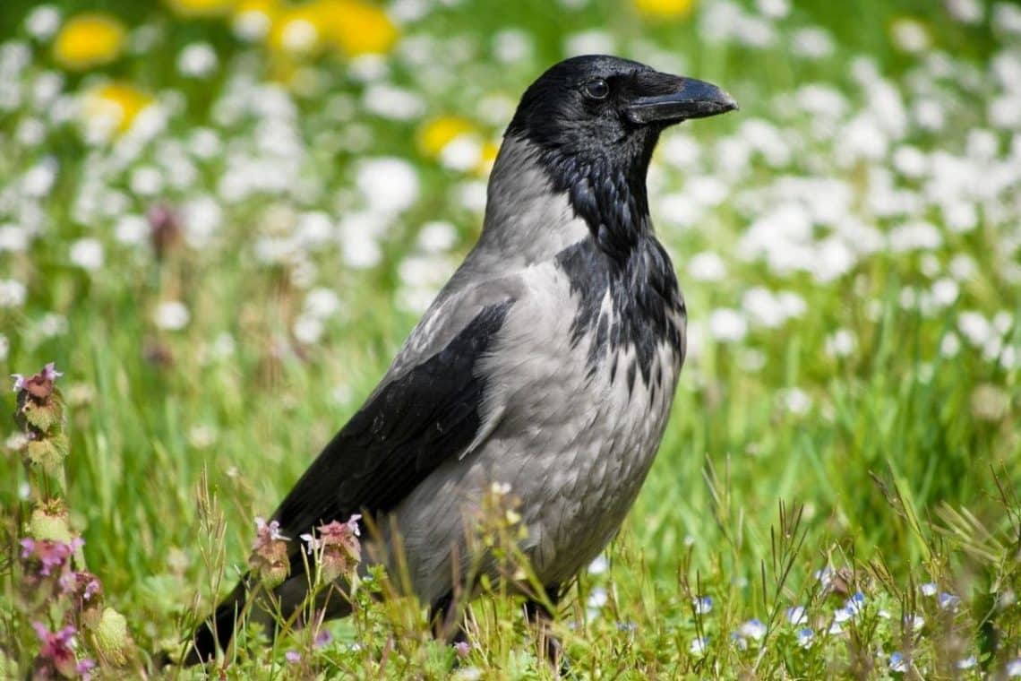 Nebelkrähe (Corvus cornix)