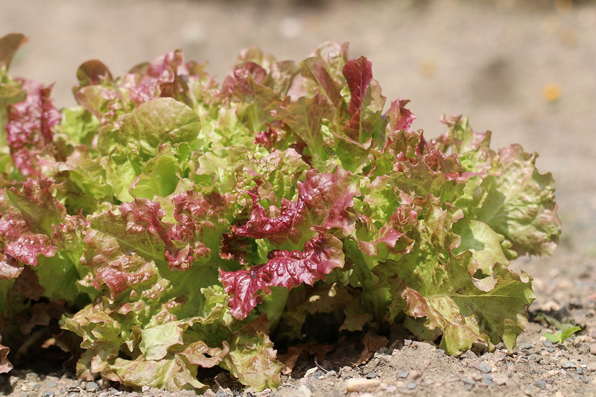 Nachbarn für Zucchini: Pflücksalat (Lactuca sativavar. crispa)