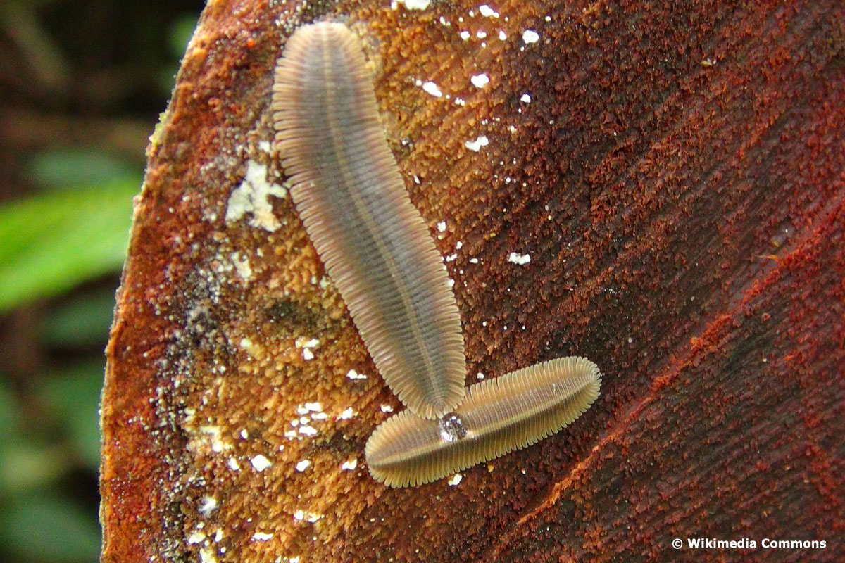 Tausendfüßer: Platydesmida