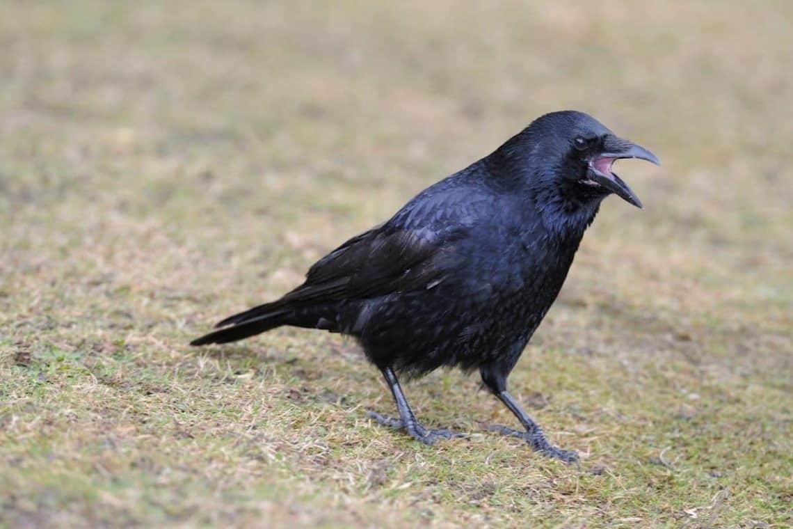 Rabenkrähe (Corvus corone)