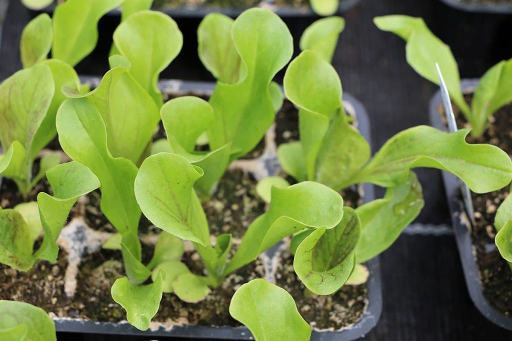 Radicchio (Cichorium intybus var. foliosum)