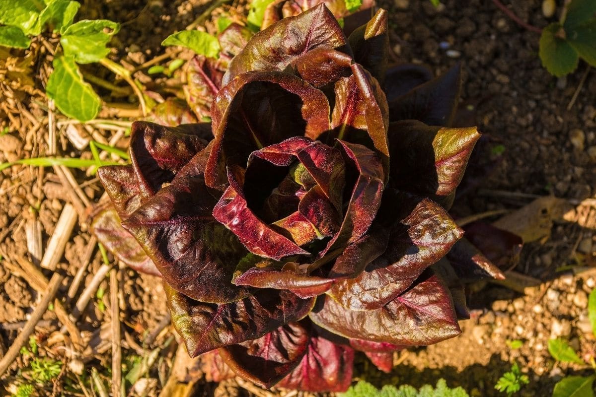 Nachbarn von Zwiebeln: Radicchio