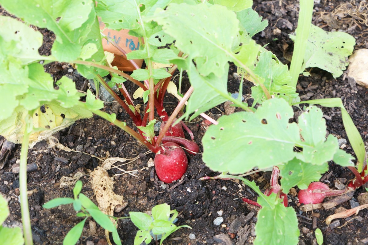 Nachbarn für Zucchini: Radieschen