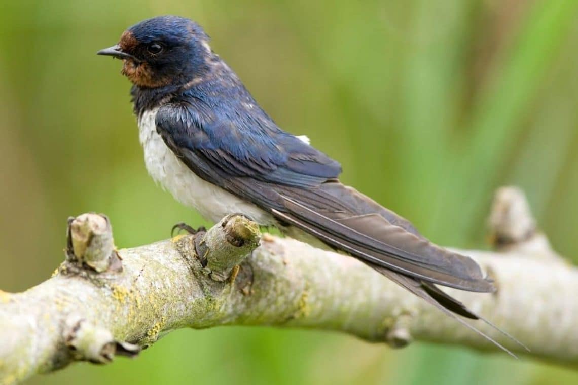 Rauchschwalbe (Hirundo rustica)