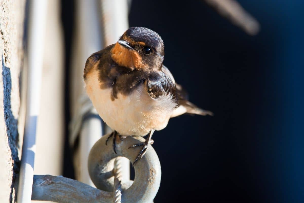 Rauchschwalben (Hirundo rustica)